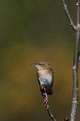 David Plant Photography - Wildlife Photographer - Grasshopper warbler - B